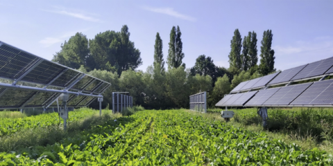 Nuevos escenarios y soluciones para la convivencia del sector energético renovable y el agrícola gracias a la energía agrovoltaica