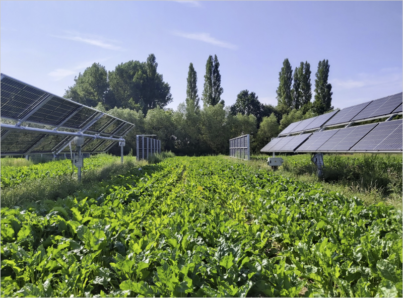 paneles solares en tierras agrícolas