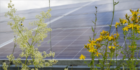 Acuerdo de licitación de diez proyectos fotovoltaicos con una capacidad superior a los 700 MW