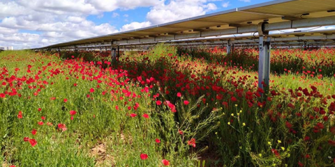 Comienza la construcción de la planta fotovoltaica Conde en la localidad portuguesa de Palmela