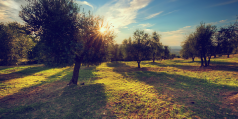 La Universidad de Córdoba estudia la viabilidad del cultivo de árboles en seto entre los paneles solares