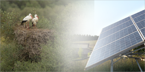 Guía para la elaboración de estudios de impacto ambiental de plantas solares fotovoltaicas