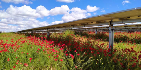 Declaración de Impacto Ambiental favorable para la planta solar Villarino de 50 MW en Salamanca