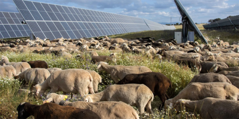 Comienza en Extremadura la construcción del proyecto fotovoltaico Talayuela Solar II