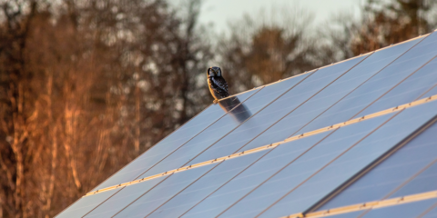 Inteligencia artificial para observar la actividad de las aves en las instalaciones solares