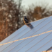 Inteligencia artificial para observar la actividad de las aves en las instalaciones solares