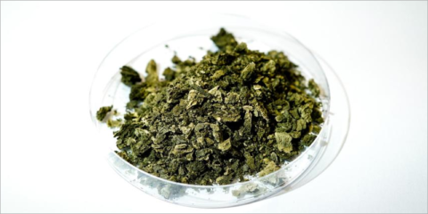 El proyecto Sunalgae fabrica un material de algas que puede mejorar la eficiencia de los paneles solares