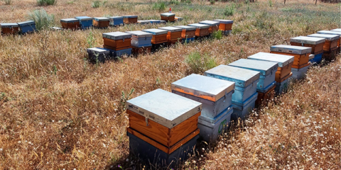 Las colmenas instaladas en la planta fotovoltaica de Campo Arañuelo III producen su primera cosecha