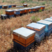 Las colmenas instaladas en la planta fotovoltaica de Campo Arañuelo III producen su primera cosecha