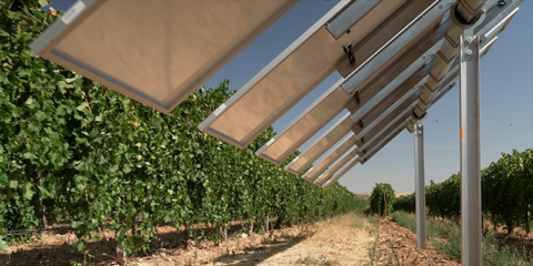 Los viñedos de González Byass y Grupo Emperador acogen una planta agrovoltaica inteligente