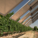 Los viñedos de González Byass y Grupo Emperador acogen una planta agrovoltaica inteligente