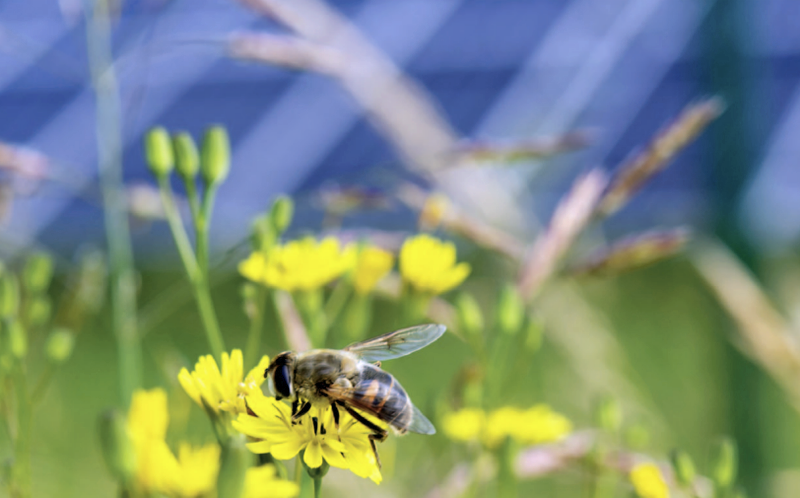 abeja sobre flor en planta fotovoltaica
