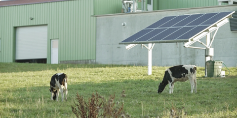 Proyectos agrovoltaicos en Francia para mejorar la productividad de la actividad agrícola y ganadera