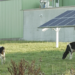 Proyectos agrovoltaicos en Francia para mejorar la productividad de la actividad agrícola y ganadera