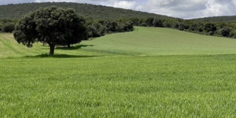 Sinergias entre agricultura y generación renovable con el nuevo proyecto PV4Plants-PV4P