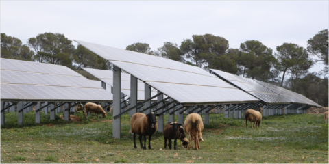 Adjudicada la redacción del proyecto agrovoltaico en una finca rústica de Santa Eugènia en Mallorca