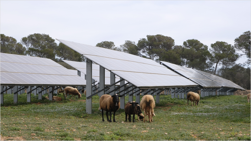 Campo con césped verde, unas ovejas pastando y unas placas solares instaladas.