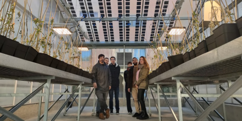 La UJA trabaja en dos proyectos que analizan la viabilidad económica y nuevos sistemas para la agrivoltaica