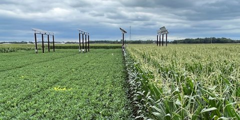 La Universidad de Purdue crea estructuras agrovoltaicas que maximizan la generación solar