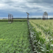 La Universidad de Purdue crea estructuras agrovoltaicas que maximizan la generación solar