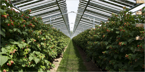 Una granja en los Países Bajos acoge un proyecto con módulos fotovoltaicos sobre cultivos frutícolas