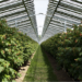 Una granja en los Países Bajos acoge un proyecto con módulos fotovoltaicos sobre cultivos frutícolas