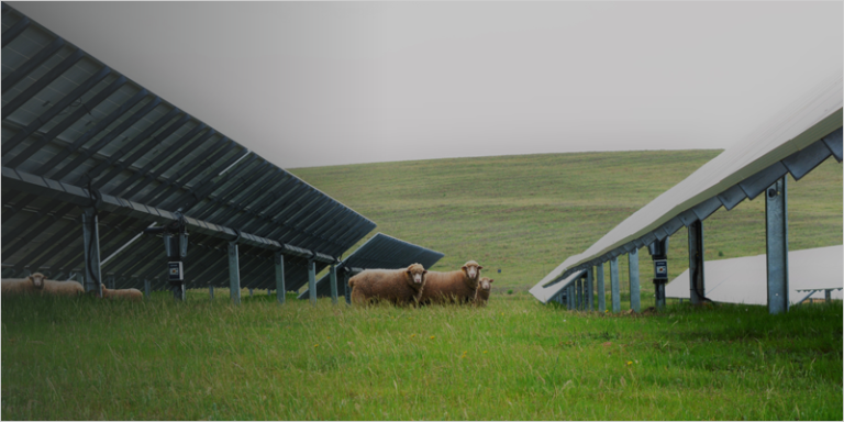 ovejas en planta fotovoltaica