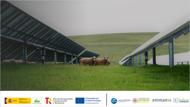 ovejas en planta fotovoltaica