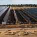 Seis plantas solares en Toledo y Cádiz obtienen la Declaración de Impacto Ambiental positiva
