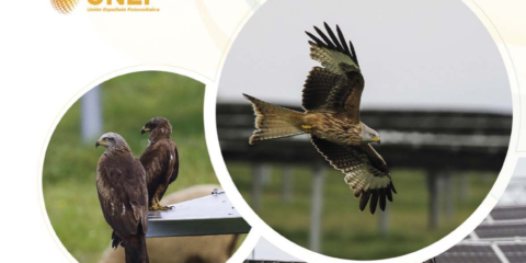 La energía solar empleó en España en 2022 casi 200 mil personas, el doble que en 2021, según UNEF