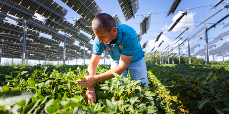 En el proyecto Agrivoltaic Canopy los cultivos y paneles solares comparten luz solar