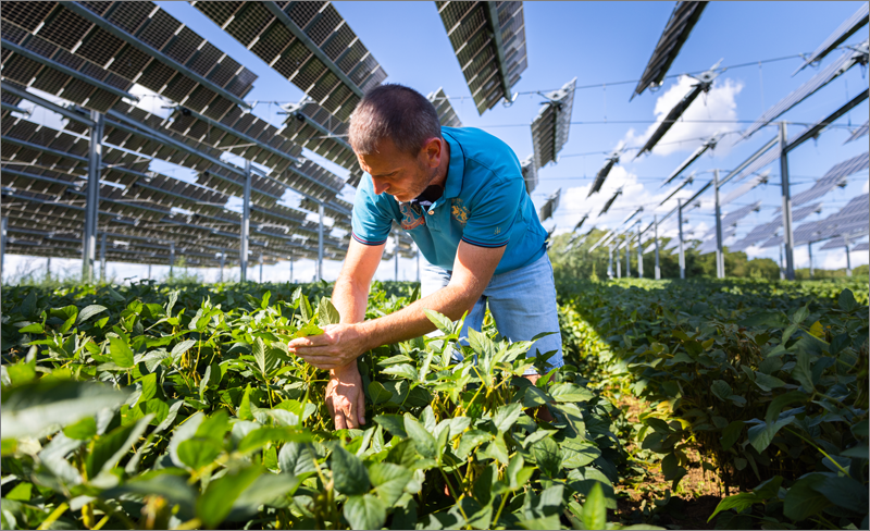 En el proyecto Agrivoltaic Canopy los cultivos y paneles solares comparten luz solar