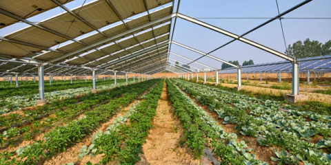 La agrovoltaica podría superar los objetivos de generación de energía solar de la UE, según un informe