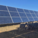 Convenio de colaboración para comenzar un piloto de gestión ganadera en plantas fotovoltaicas