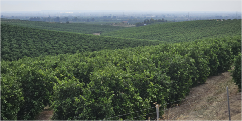 Comienzan las obras de ejecución de una planta fotovoltaica para los Riegos del Viar en Sevilla