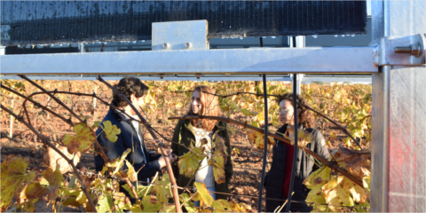 La UPCT demuestra que los módulos solares en cultivos reducen el uso de agua y fertilizantes