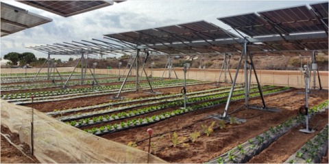 El IMIDA investiga el potencial de la energía agrovoltaica en los cultivos de Murcia