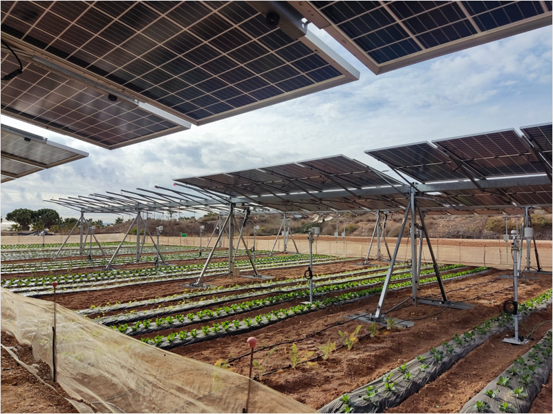 Investigación agrovoltaica en Murcia.