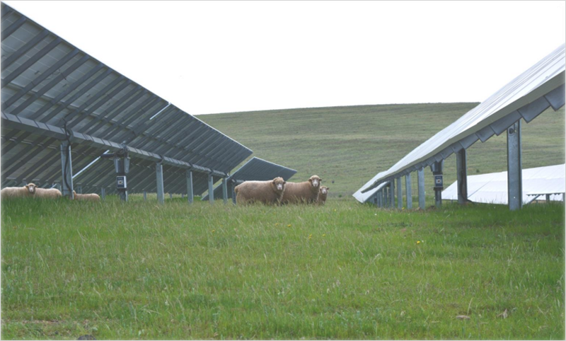 Pastoreo en un parque solar.