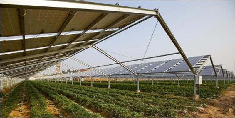 Energía agrovoltaica.