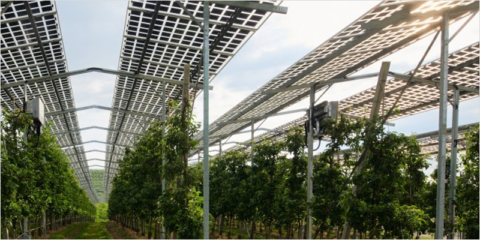 Más del 70% de los agricultores alemanes está a favor de la energía agrovoltaica, según un estudio