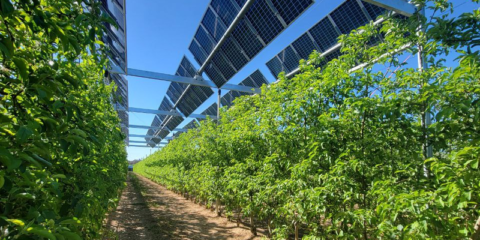 El Gobierno de Cataluña impulsa la incorporación de energía fotovoltaica en terrenos agrícolas