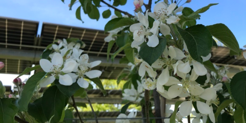 Fraunhofer ISE investiga los beneficios del doble uso de la tierra mediante sistemas agrovoltaicos