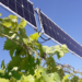 El proyecto Enovoltaics evalúa la integración fotovoltaica en cultivos del sector vitícola de Murcia
