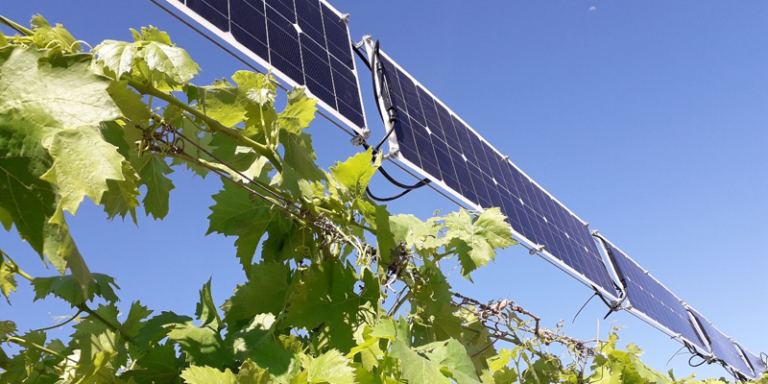 Instalación fotovoltaica en viñedos.