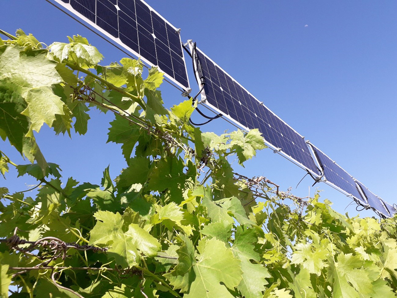 Instalación fotovoltaica en viñedos.