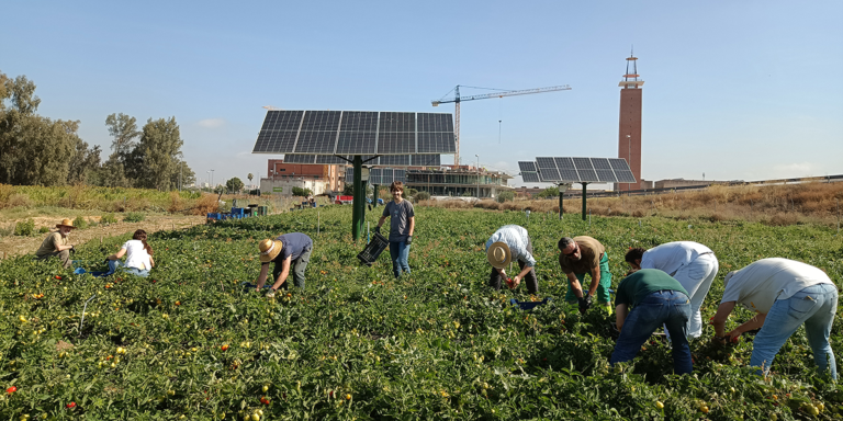 Proyecto de energía agrovoltaica en cultivos hortícolas.