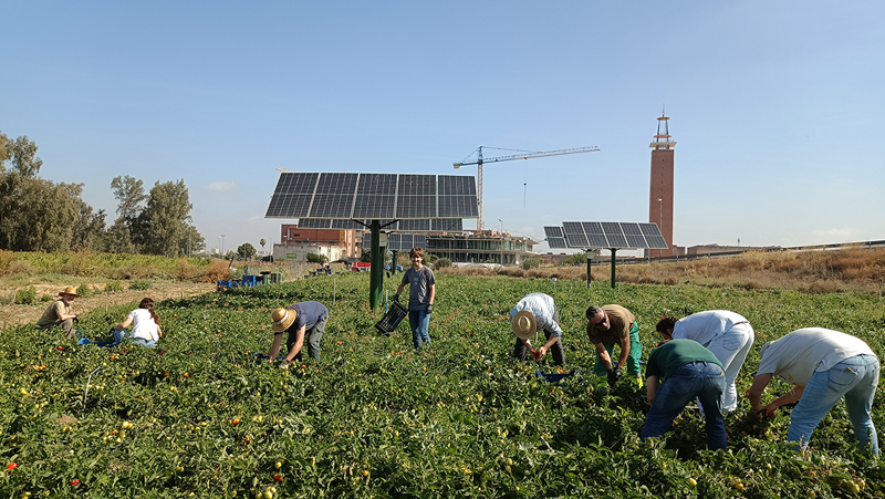 Proyecto de energía agrovoltaica en cultivos hortícolas. 