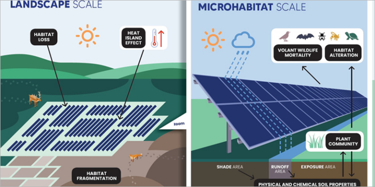 Estudio del impacto de la energía solar en la biodiversidad.