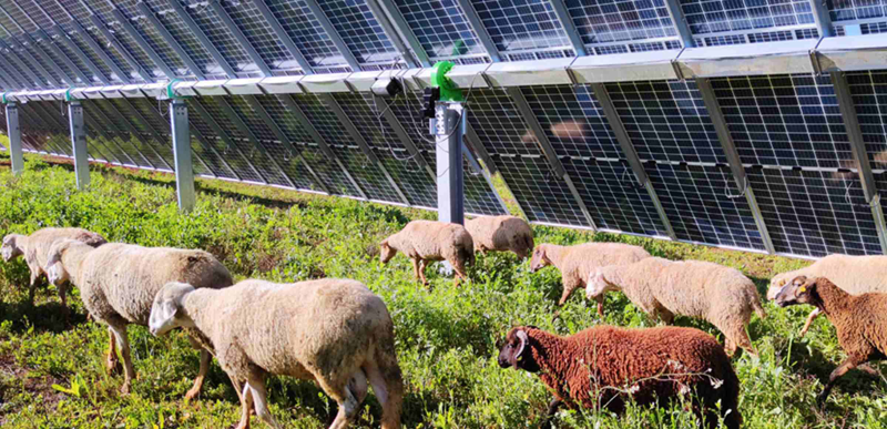 Energía agrovoltaica.